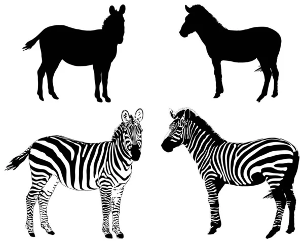 Silhouetten Von Zebras Auf Weißem Hintergrund — Stockvektor