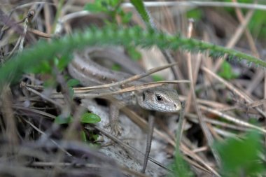yeşil kertenkele çimlerin üzerinde