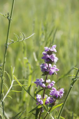 Rüzgarda çiçek, yeşil çimenlikte