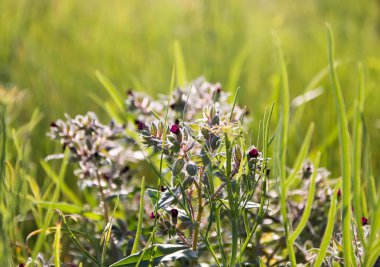 Küçük çiçekli çiçekler, yeşil bir çayırda