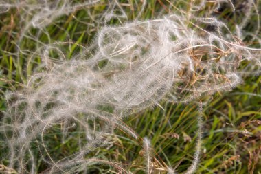 Çim beyaz süvari, yazın çayırda