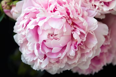 Peonflower, siyah bir arka plan üzerinde, tomurcuk ile, pembe yaprakları