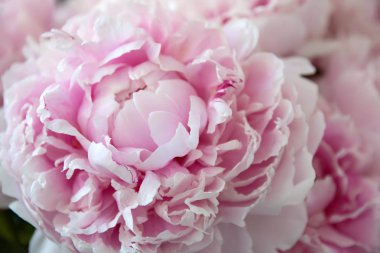 Peonflower, siyah bir arka plan üzerinde, pembe, yaprakları ile tomurcuk