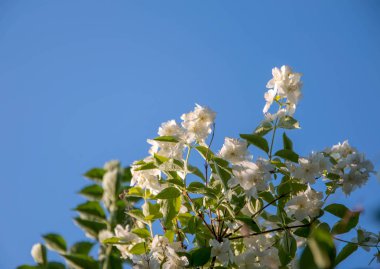 Yasemin dal karşı, mavi gökyüzü, güneşe ulaşan,