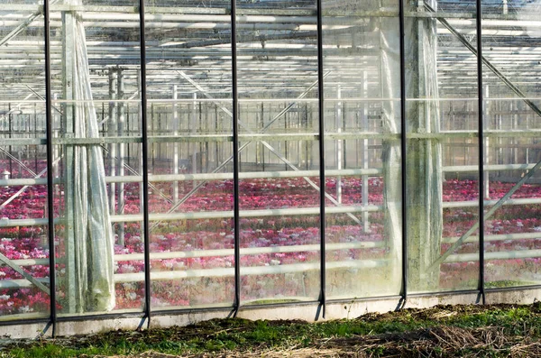 温室のガラスパネルを通して花 — ストック写真