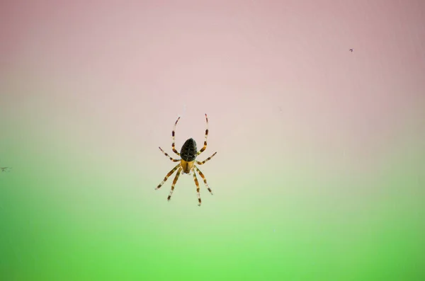 거미줄에 Araneus Diadematus — 스톡 사진