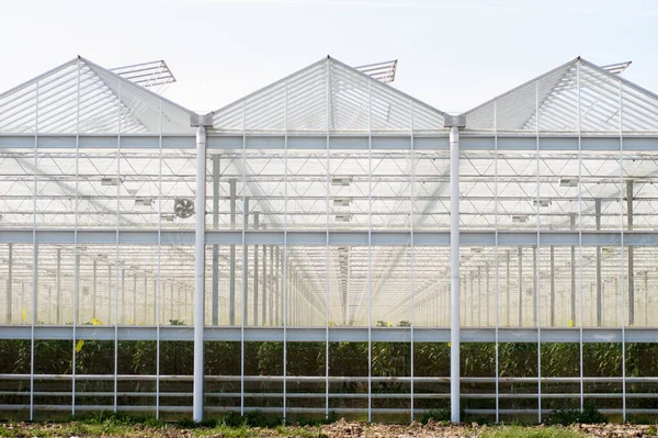 Exterior Greenhouse Made Glass — Stock Photo, Image