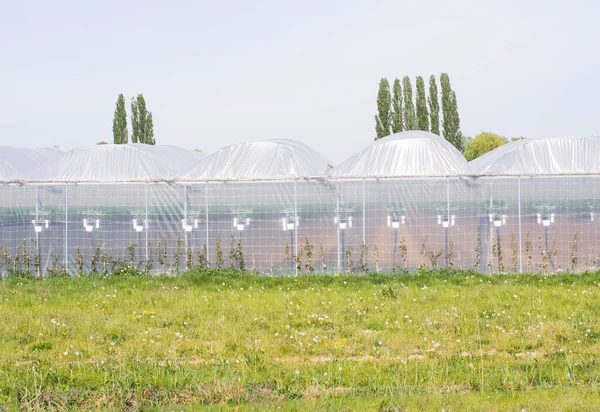 手前に草や花のある透明なプラスチック製の温室の外観 — ストック写真