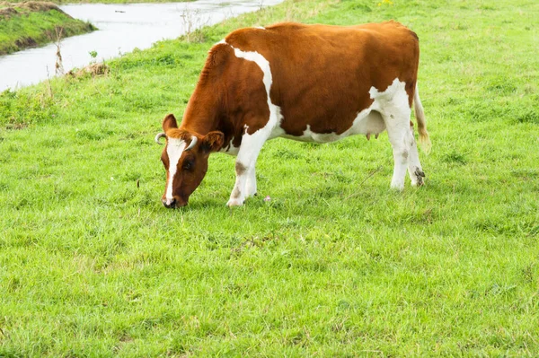 Koeienetend Gras Een Weiland Arnhem Nederland — Stockfoto