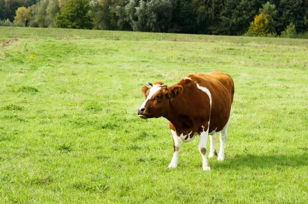 Caminhadas Vacas Uivos Pasto Arnhem Holanda — Fotografia de Stock