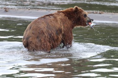 Kuril Gölü 'ndeki Kamçatka kahverengi ayıları - Rusya