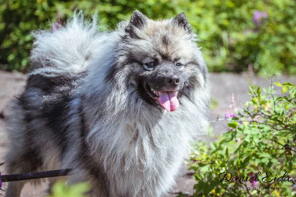 Wolfsspitz havanın tadını çıkarıyor, Kamçatka.