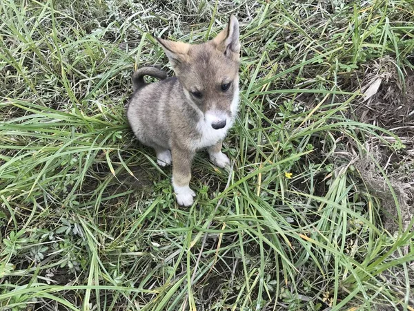 Yavru köpek oynuyor - Kamçatka