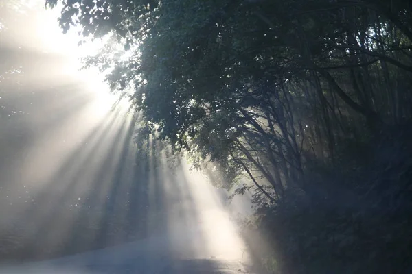 Магічне Світло Лісі Схід Сонця Лісі Камчатка — стокове фото