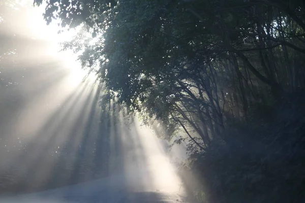 Luz Mágica Floresta Nascer Sol Floresta Kamchatka — Fotografia de Stock