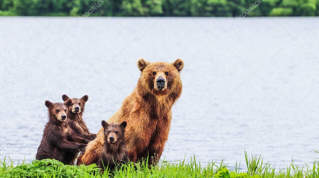The Kamchatka brown bears at Kuril Lake - Russia