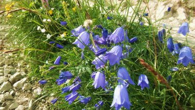 carpathian bell - blue flower in the shape of a bell clipart