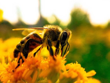 Bir arı güneşli bir günde sarı çiçeklerden polen toplar.