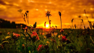 Güzel bir yaz akşamı batan güneşe karşı bir alanda Çiçekler.