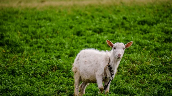 Divertido Poco Cabra Blanca Sobre Fondo Hierba Muy Verde Mira — Foto de Stock