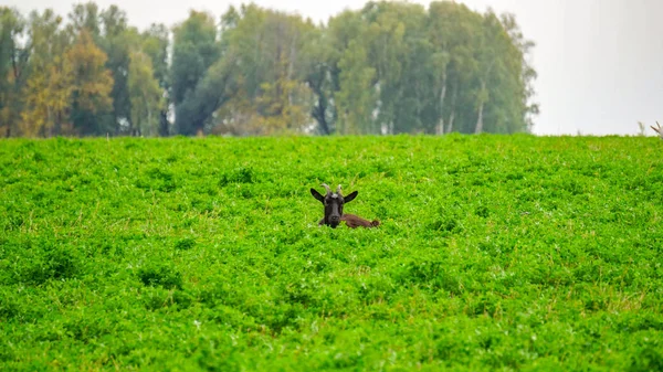 Krásná Černá Koza Leží Zelené Trávě Pozadí Modrého Nebe Stromů — Stock fotografie