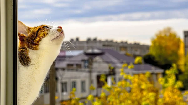 Sonbahar yapraklarının ve panellerin arka planında güzel bir kedi