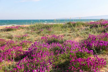 Kıyıdaki kum tepelerinde çiçekler