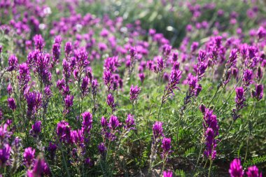 Çiçekli bitkilerin katı alanı