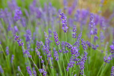 Güneş ışınları bir lavanta alanında lavanta çiçekleri