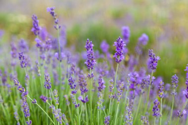 Güneş ışınları bir lavanta alanında lavanta çiçekleri