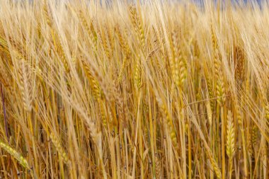 Olgun çavdar yaz altın kulakları arka plan