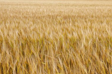 Olgun çavdar yaz altın kulakları arka plan