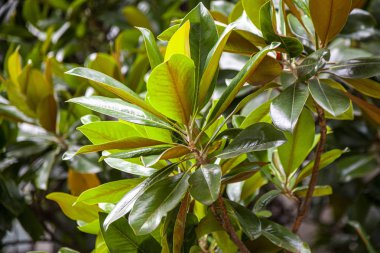 Manolya grandiflora ağacının yeşil yaprakları