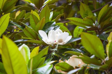 Manolya grandiflora ağacının çiçeği