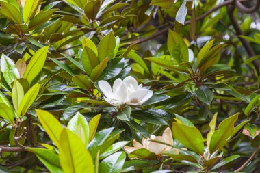 Manolya grandiflora ağacının çiçeği