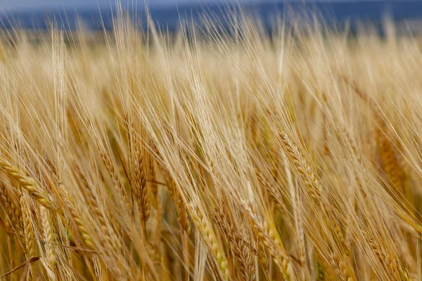 Campo Verão Dourado Orelhas Centeio Maduras — Fotografia de Stock