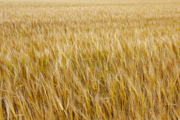 Campo Verão Dourado Orelhas Centeio Maduras — Fotografia de Stock