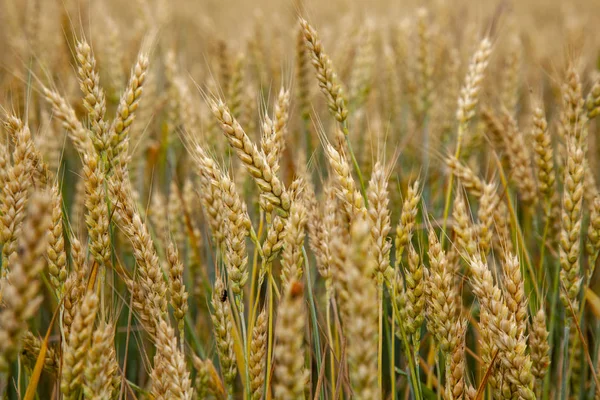 Ähren Von Reifem Roggen Auf Dem Feld Nahaufnahme — Stockfoto