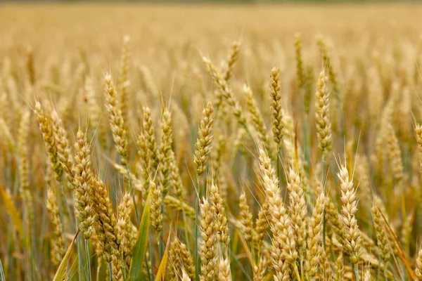 Hintergrund Des Sommers Goldene Ähren Des Reifen Weizens — Stockfoto