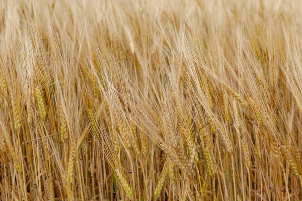 Hintergrund Des Sommers Goldene Ähren Des Reifen Roggens — Stockfoto