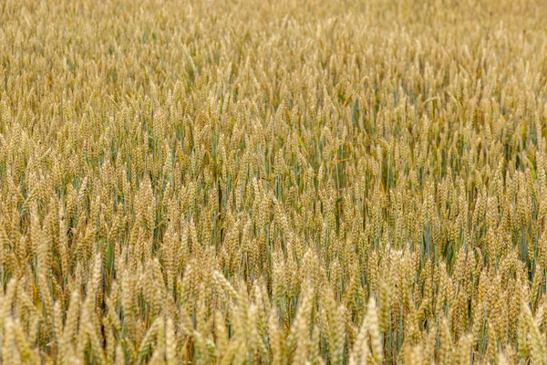 Hintergrund Des Sommers Goldene Ähren Des Reifen Weizens — Stockfoto