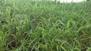 Bu hava üfleme yeşil doğa video