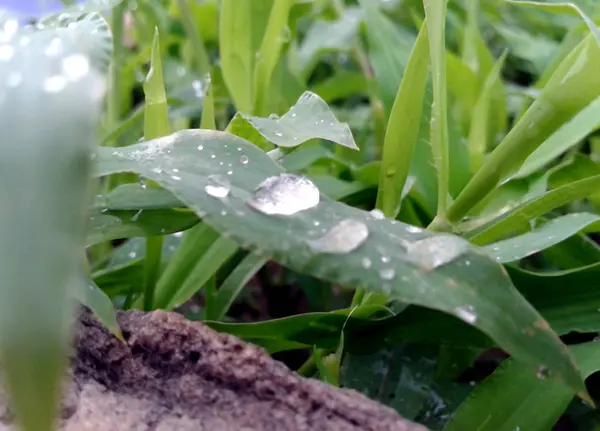 Stora Vackra Droppar Transparent Regnvatten Ett Grönt Blad Makro Droppar — Stockfoto