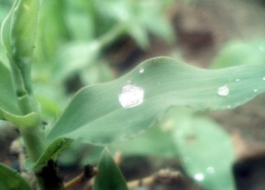 Yeşil yapraklı makronun üzerinde büyük, şeffaf yağmur suyu damlaları. Sabahları çiy damlaları güneşte parlar. Doğadaki güzel yaprak dokusu. Doğal arkaplan