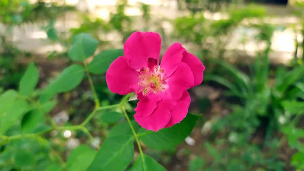 緑の庭に咲く赤いバラ — ストック写真