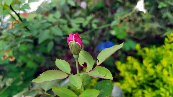 Rosa Roja Blooming Verde Jardín — Foto de Stock
