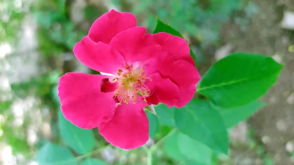 Yeşil Bahçede Kırmızı Gül Açan — Stok fotoğraf