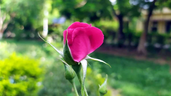 Red Rose Kvetoucí Zelené Zahradě — Stock fotografie