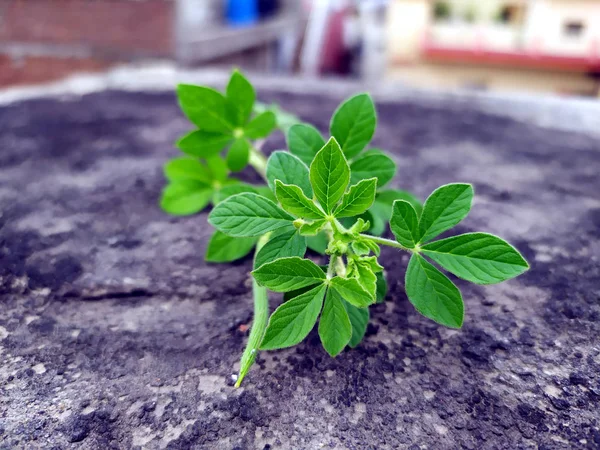 Malé Zelené Rostliny Rostou Černé Cestě — Stock fotografie