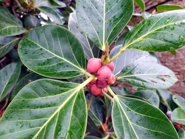 büyük yapraklı banyan ağacının kırmızı meyveleri
